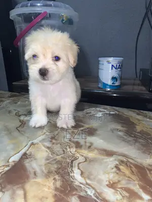 1-3 months Male Purebred Lhasa Apso