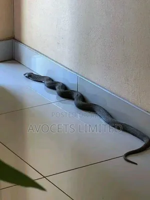 Fumigation (Non-Contact)