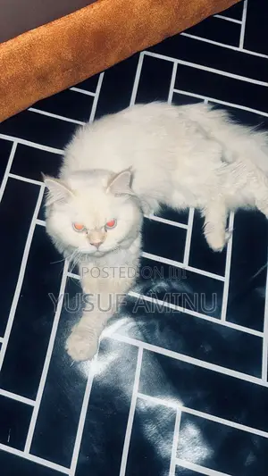 1+ year Male Purebred Persian