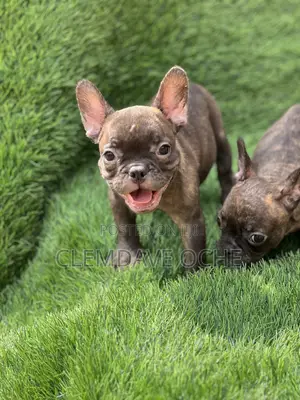 1-3 months Male Purebred French Bulldog