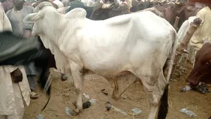 Live Cows and Fresh Meat Sales in Asaba 4ceremonies,Bulk Orders Retail