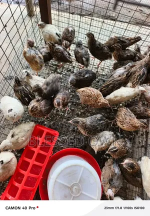 Quail Are Available for Sale