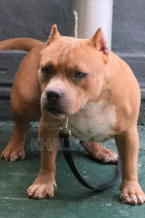 1+ year Male Purebred American Bully