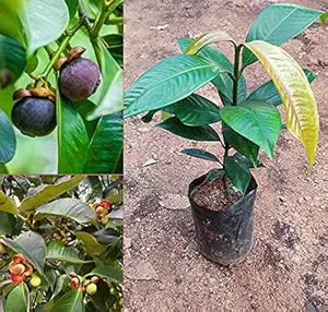 The Most Profitable Fruit Seedling to Plant Is Mangosteen