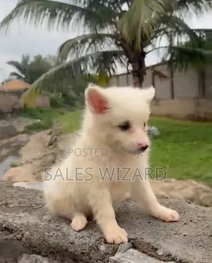 1-3 months Female Purebred American Eskimo