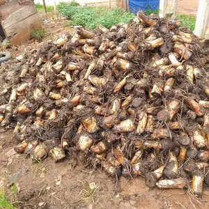 Jumbo Plantain Suckers