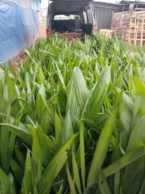 Improved Varieties Dwarf Malaysia Supergen