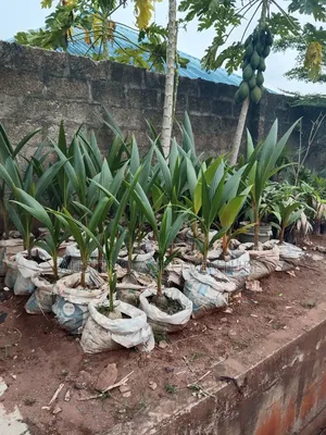 Sweet Dwarf Coconut Seedlings