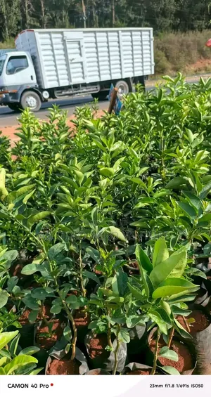 Hybrid Sweet Juicy Orange Seedlings