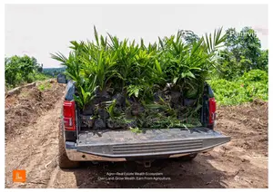 Parm Ville: Managed for You Oil Palm Plantation in Obafemi Owode