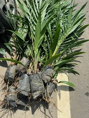 Malaysia Supergen Palm Seedlings