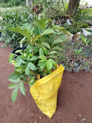 Sweet Soursop Seedlings Available