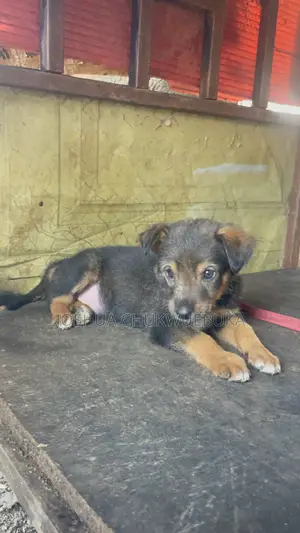 1-3 months Female Purebred German Shepherd