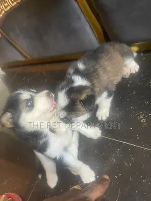 1-3 months Female Purebred Siberian Husky