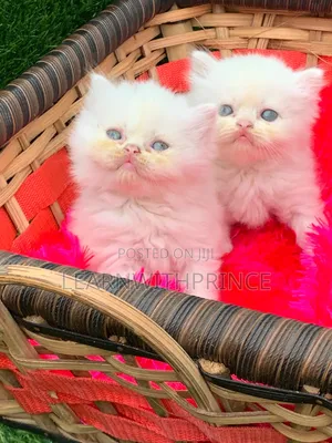 1-3 months Female Purebred Persian
