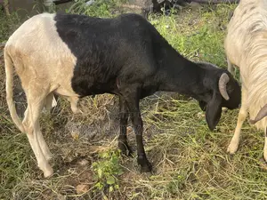 Rams Available