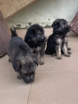 1-3 months Male Purebred German Shepherd