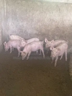 Large White Imported Breed for Sell