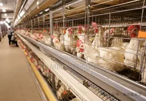 Poultry Farming Battery Cages Chicken Layer Farm