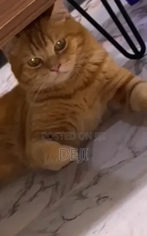 1+ year Male Purebred British Shorthair