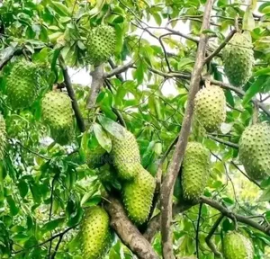 Sweet Soursop Seedlings Available