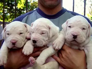 1-3 months Male Purebred American Bully