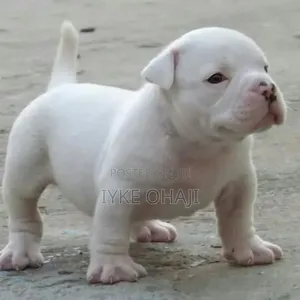 1-3 months Male Purebred American Bully