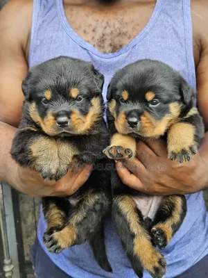 1-3 months Female Purebred Rottweiler