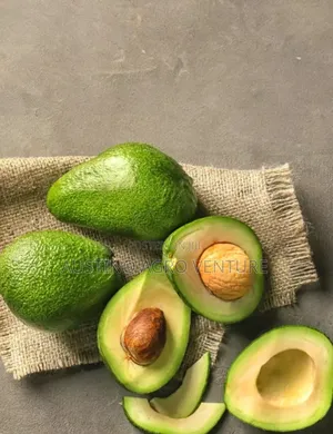 Butter Avocado Pear Seedlings