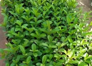 Hybrid Sweet Guava Seedlings