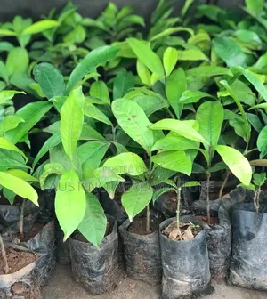 Hybrid Bitter Kola Seedlings