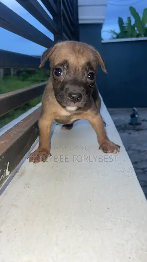 1-3 months Female Purebred American Pit Bull Terrier