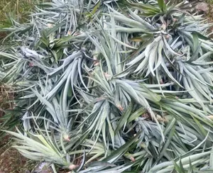 Hybrid Pineapple Suckers