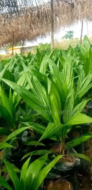 Pure Tenera Oil Palm  Seedlings
