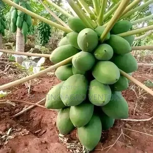 Hybrid Sweet Pawpaw Seedlings