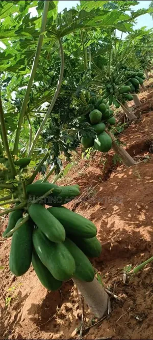 Hybrid Sweet Pawpaw Seedlings