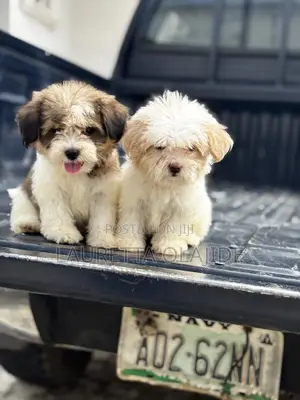 1-3 months Female Purebred Lhasa Apso