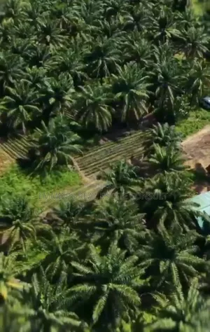 Earn Without Getting Dirty in a Registered Survey Land and Palm Trees