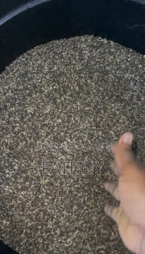 Clean Dog Rice