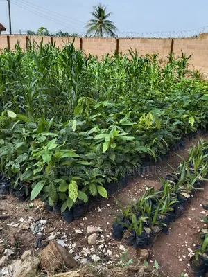 Hybrid Cocoa Seedlings