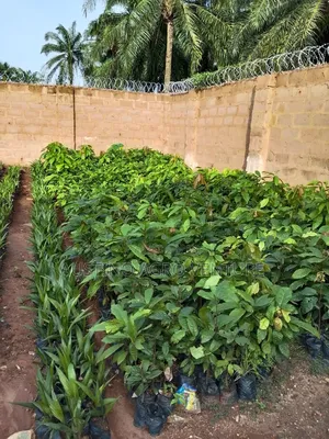 Hybrid Cocoa Seedlings
