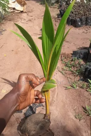 Hybrid Coconut Seedlings