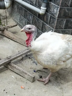 Matured Foreign Turkey Available