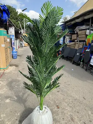 Palm Plant and 45cm Classic Vase