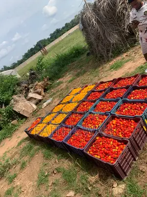 Habanero Red, Yellow and Green.