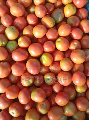 Tomatoes Fresh