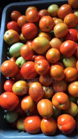 Tomatoes Fresh