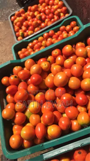 Tomatoes Fresh