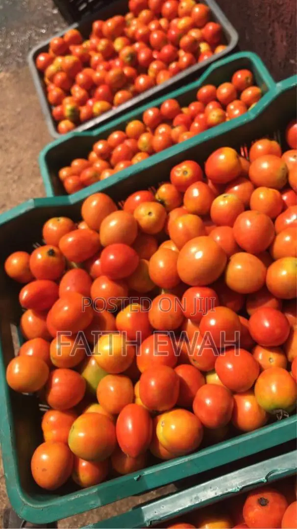 Tomatoes Fresh
