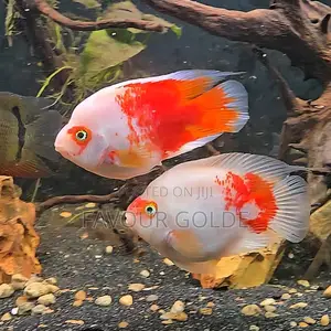 Parrot Fishs